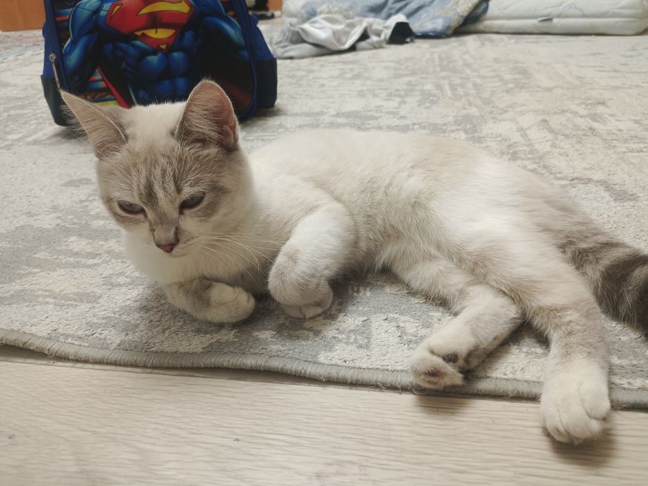Отдам даром кошку