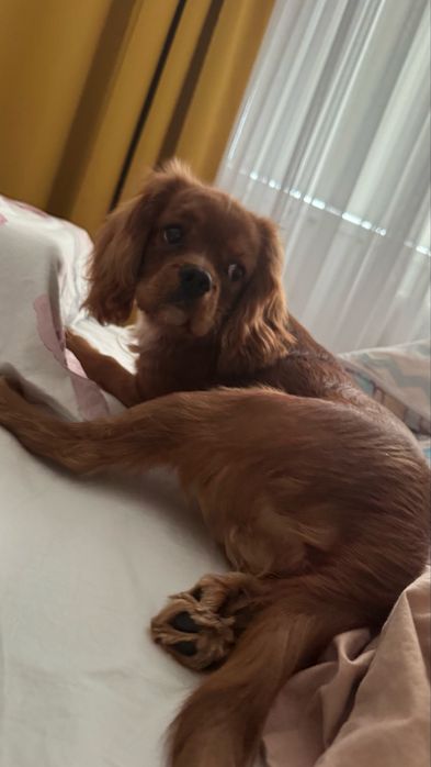 Продам щенка Кавалер-кинг-чарльз-спаниеля