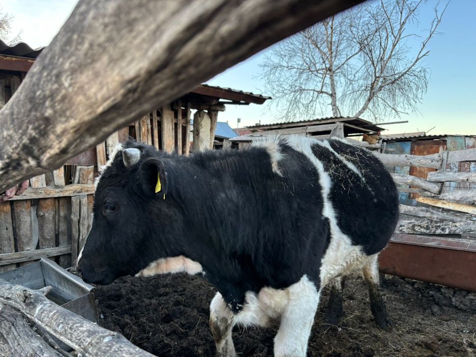 Продам 2 быков возраст полтора года