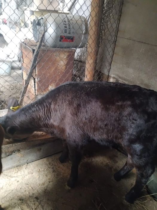 Продам молочных телят