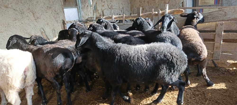 Xisori bugʻoz egiz tugʻadigan qoʻylar sotiladi