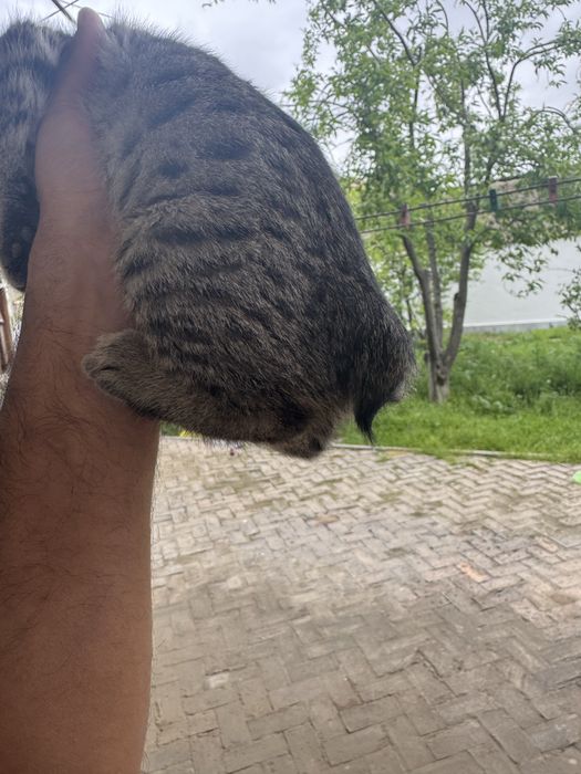 Отдам двух котят в хорошие руки