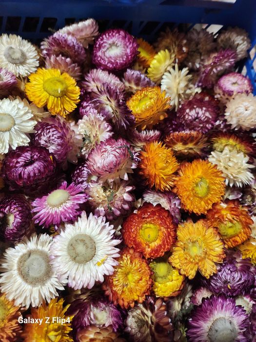 Vand imortele,flori de paie.