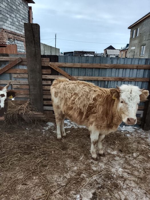 Продам тёлочку за 370тыс