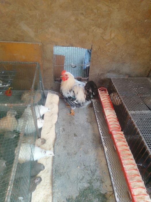 Pui de țară și cocos