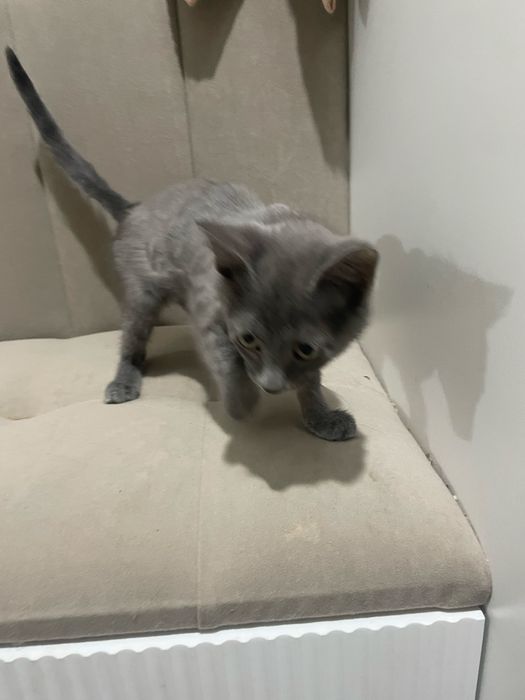 Отдам котёнка добрые руки