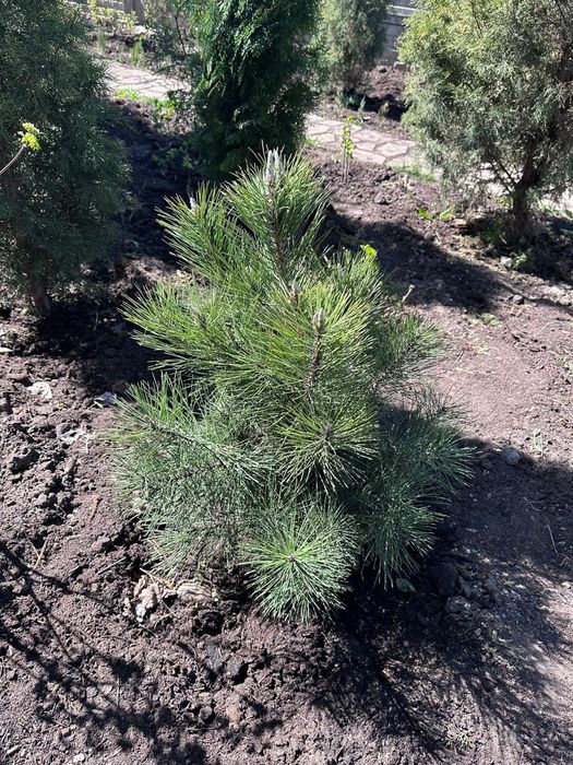 Саженцы---цветы.