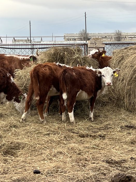 Баспак сатылады 8