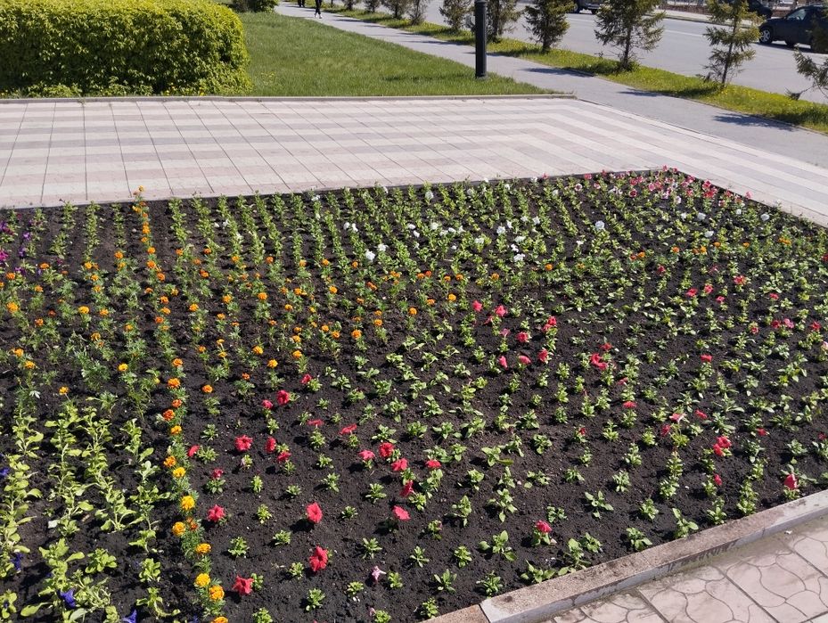 Продам рассаду цветов