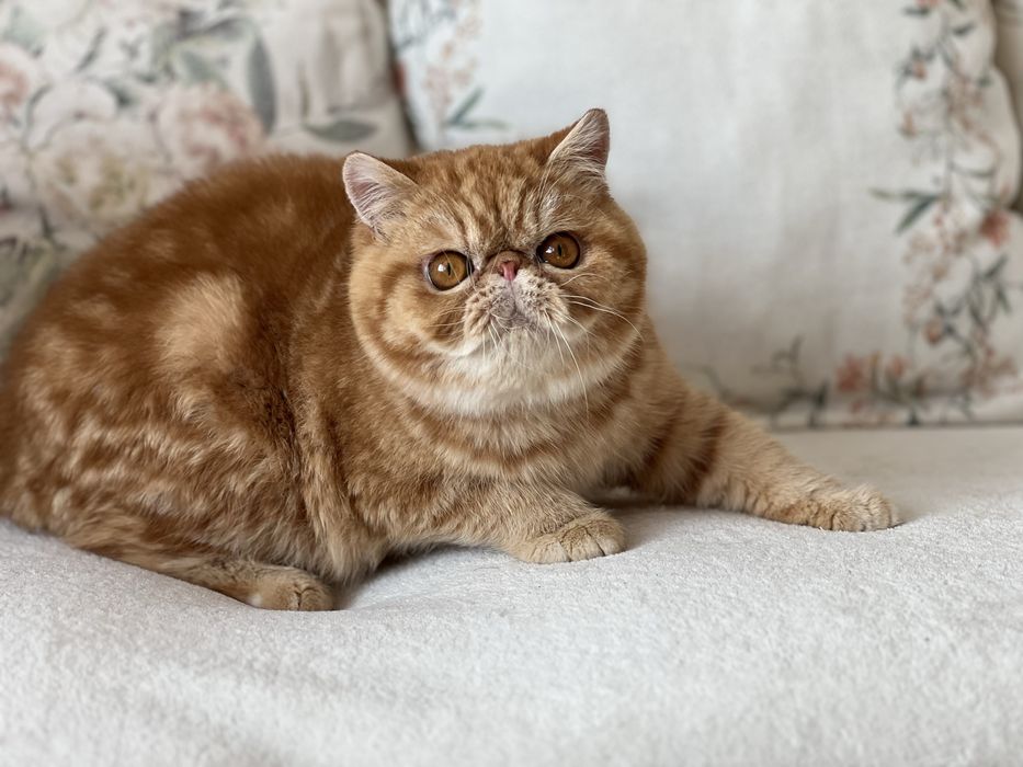 Екзотично късокосместо мъжко елитно коте