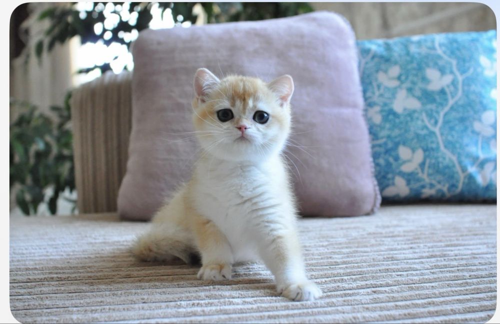 Британские котята