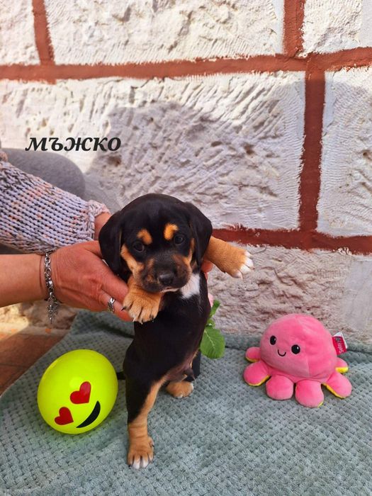 Малки сладки кокерчета