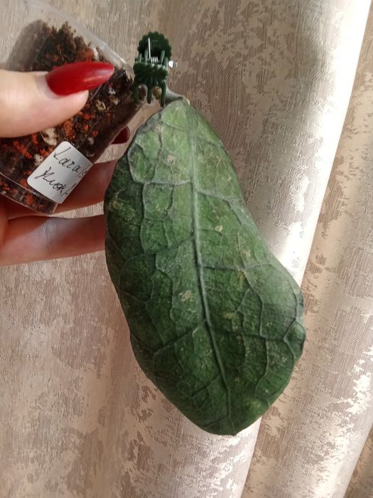 Хойи разных сортов , черенки