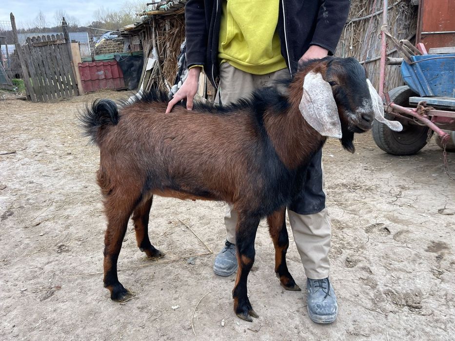 Țap anglonubian de vânzare