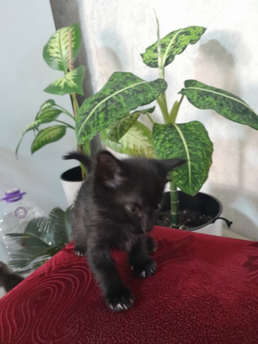 Котёнок девочка в добрые руки