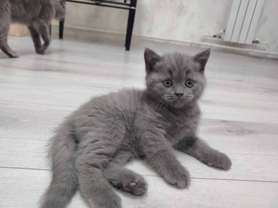 Продам британских котят