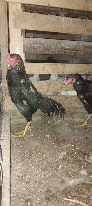 Tuxum damashni inkubator uchun