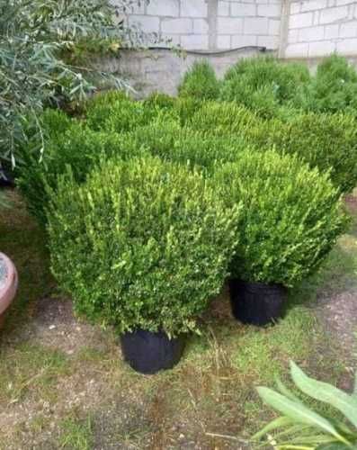 Plante Ornamentale