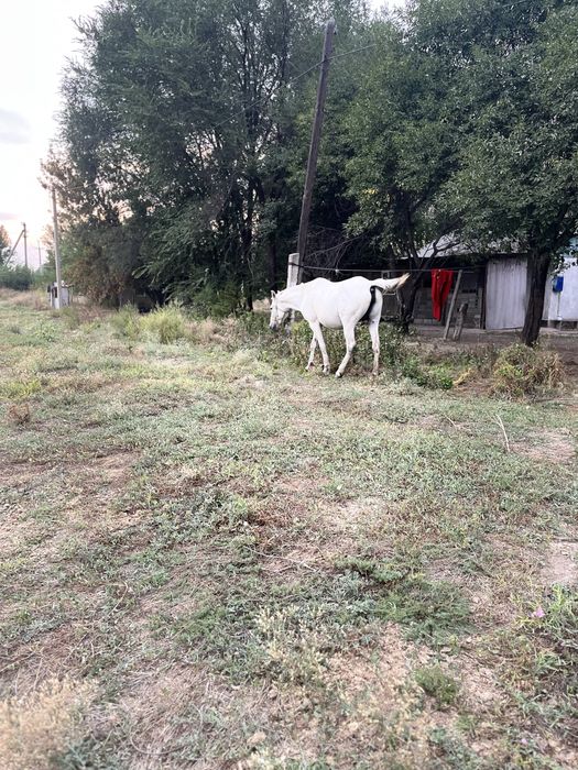 Құлынды бие сатылады