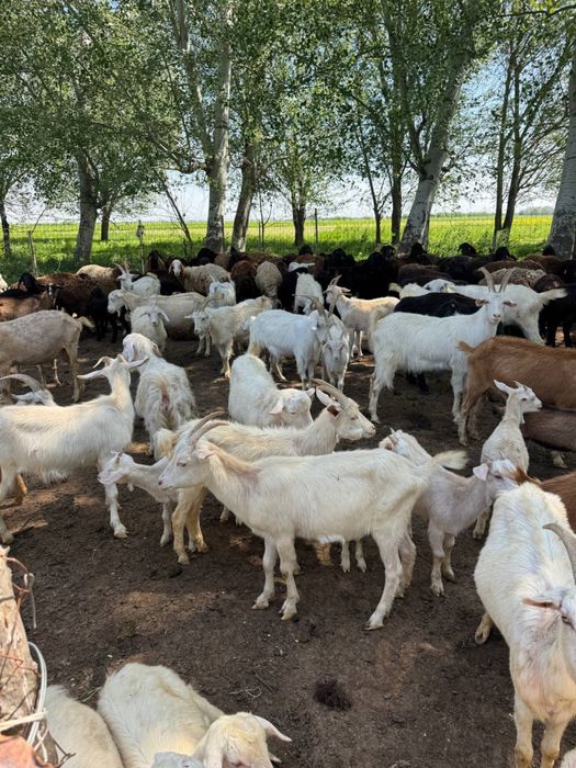 Zanin zotli sutga boqiladigan echkilar soni 60 ta Narxi 4 mln dan