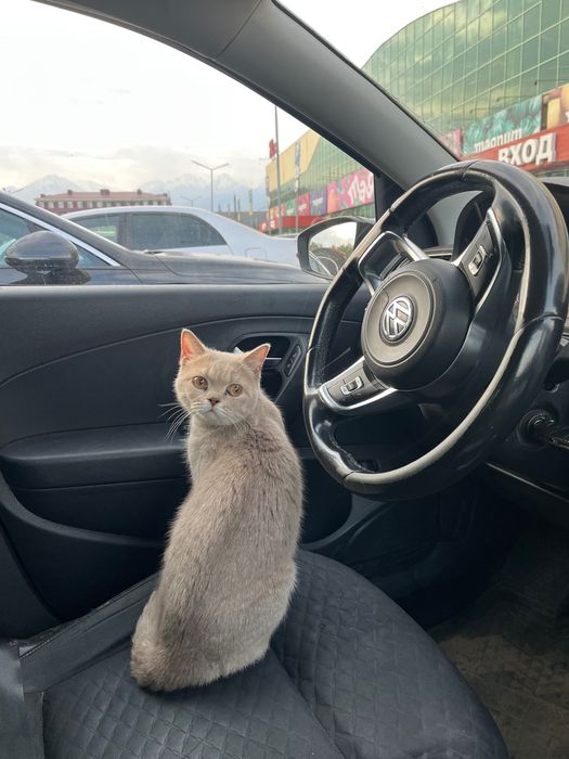 Срочно пропала кошка