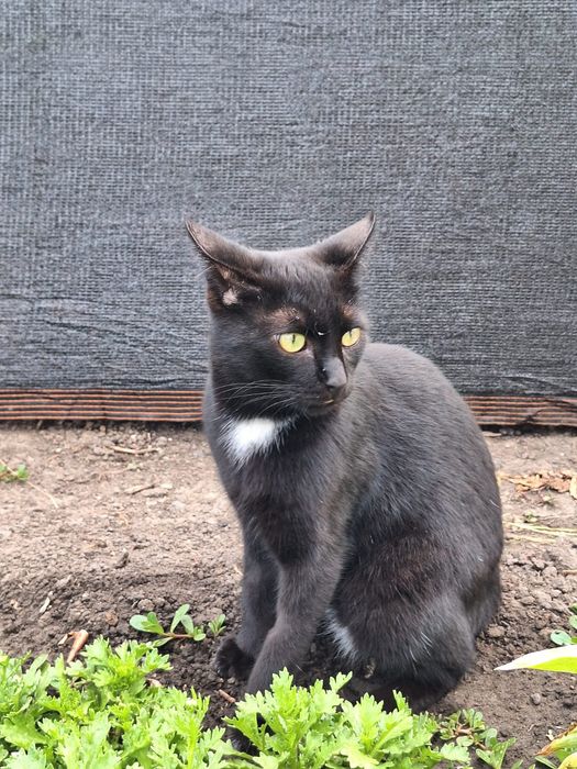 Отдам шикарного котика