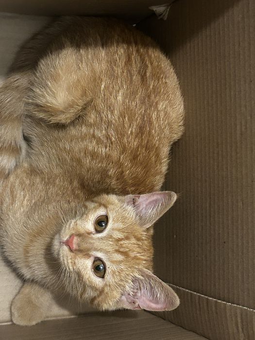 Рыжий котенок девочка, 3х мес. ищет дом!