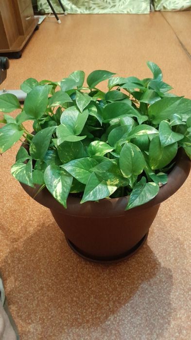 Продам лиана сциндапсус г.Семей