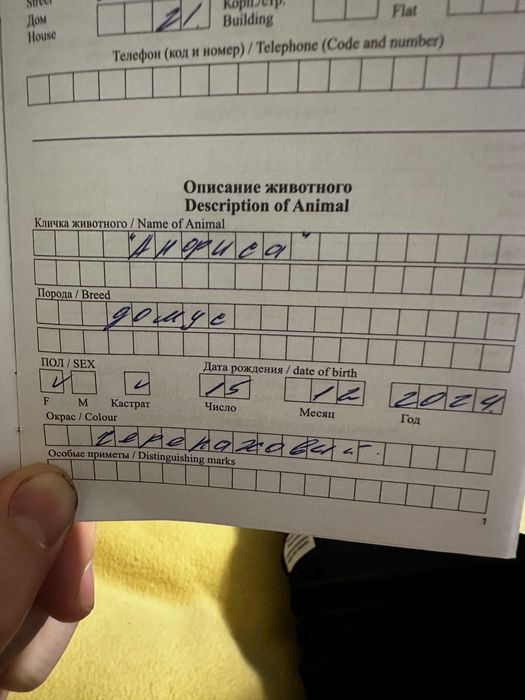 Отдам кошечку в добрые руки