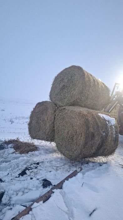 Vand baloti lucerna   baloti fan sau schimb cu vitei