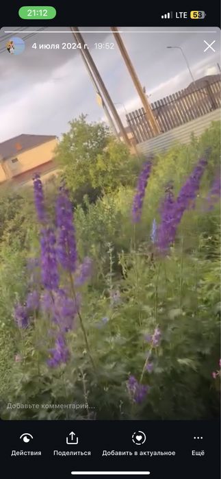 Многолетние цветы