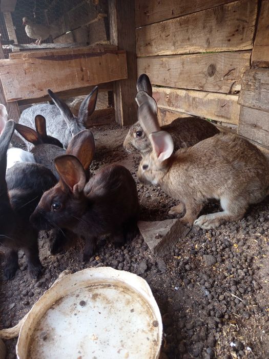 Зайци продавачът се