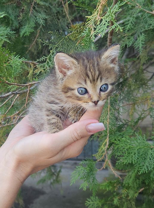 Котёнок ищет дом