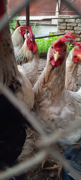 Tovuqlar sotiladi ?Товуклар сотилади