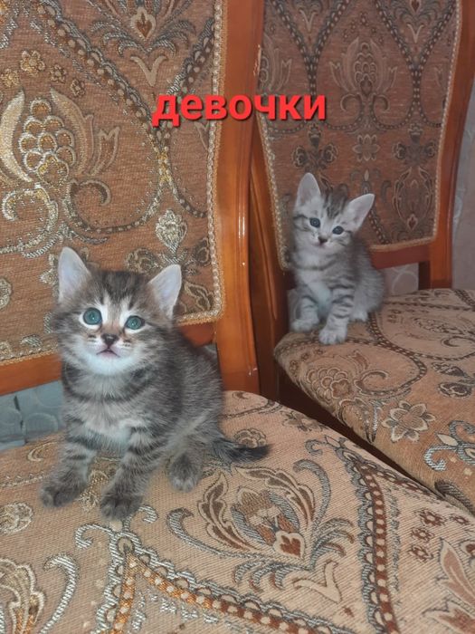 Отдам в добрые руки котят (девочки)