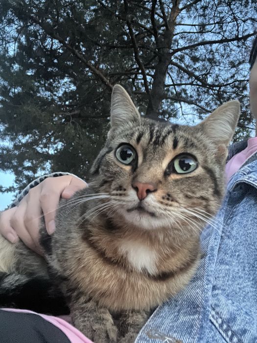 Кошечка ищет дом