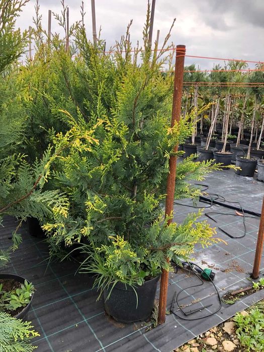 Gard Viu Leylandii - Creștere Ultra Rapidă - Producător ROMAN PLANTE ORNAMENTALE Timiș (Tormac)