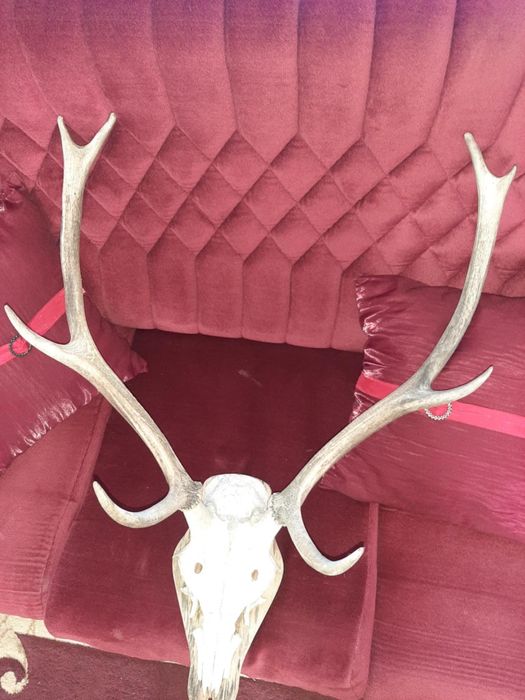 Красиви трофейи от елени