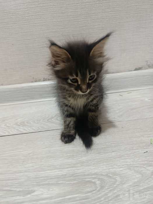 СРОЧНО Пристраивается кошечка