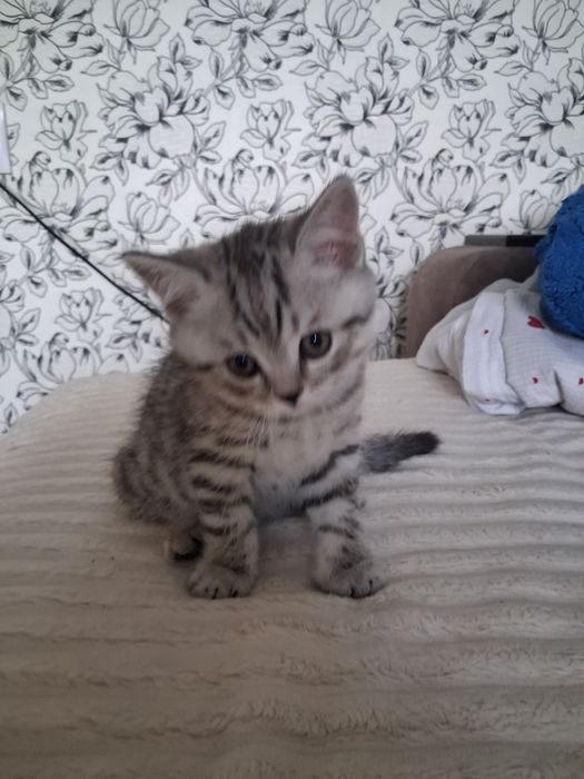 Котёнок готов к переезду