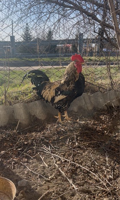 Әтеш сатылады ..