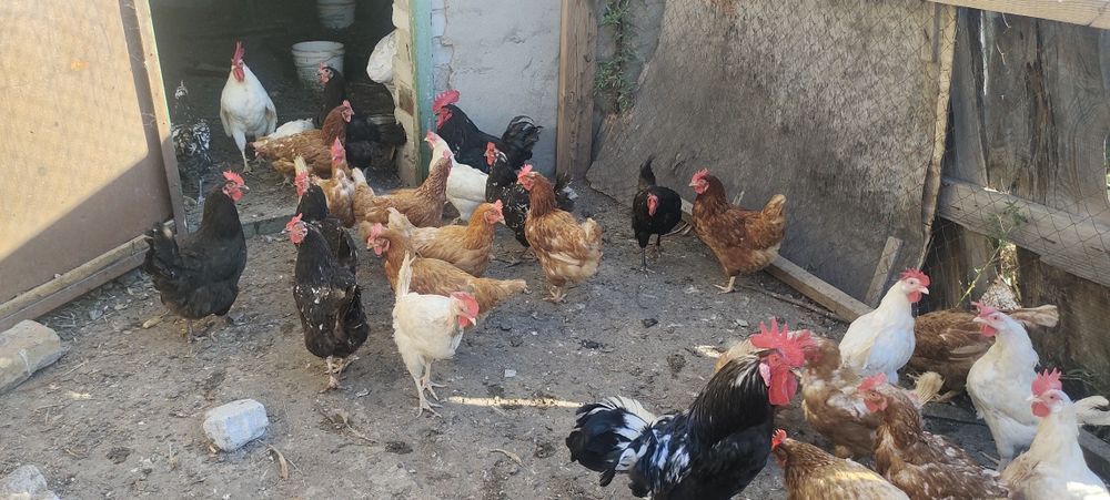 Куры несушки продам