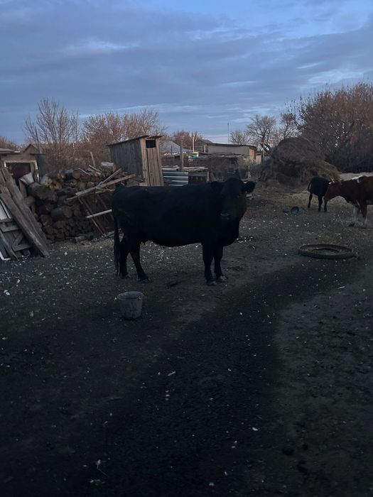 Продаются корова и две телочки