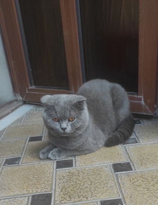 Британский фолдд