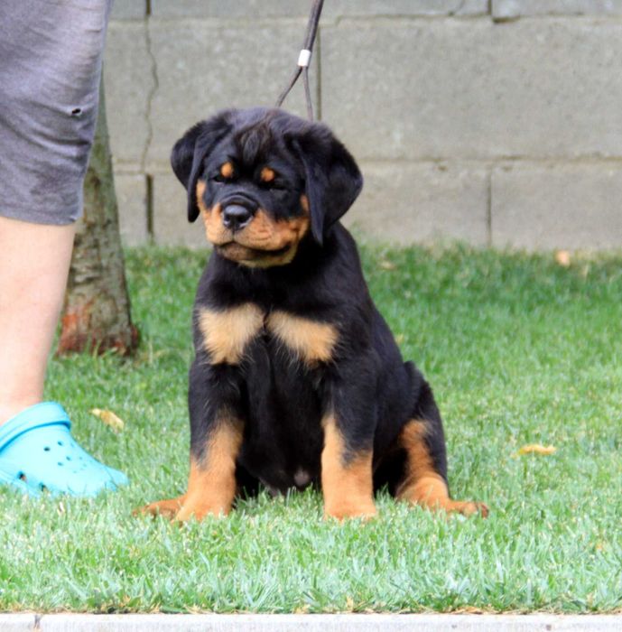 Femela rottweiler 2 luni calitate si genetica deosebita