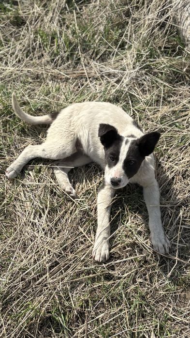 Щенок мальчик в добрые руки