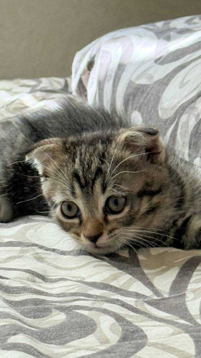 породистая кошка (вислоушка)