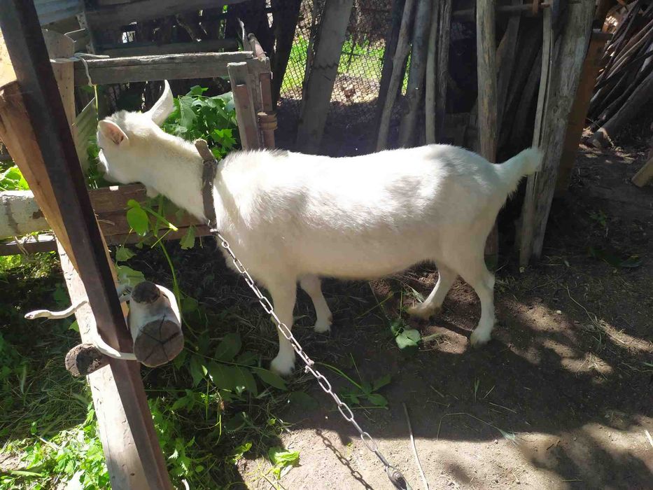 Коза молочной породы.