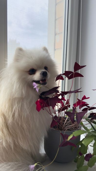 Кобель Померанский шпиц на вязку