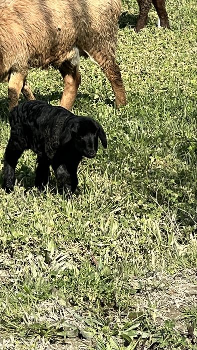 Sotildi……………………….